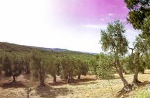 Discovering extra virgin olive oil