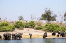 chobe Day trip