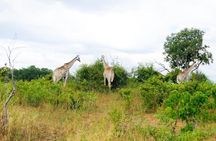 Chobe Day Trip in Botswana