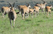 3 days Masai Mara 