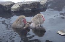 See Snow Monkeys on a Private Day Trip from Tokyo by Bullet Train
