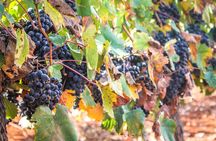 kosher Israel wine tour