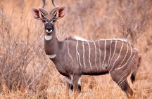 Explore the Big 5 Tanzania Safari 4 days / 3 nights