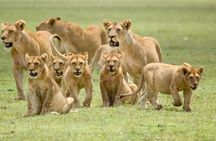 Explore the Big 5 Tanzania Safari 4 days / 3 nights