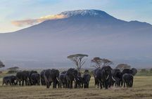 Amboseli Park & Kilimanjaro views Day tour