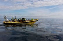 1-Hour Small Group Sightseeing Boat Tour in Vestmannaeyjar