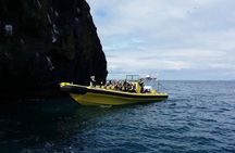 2 hour Round Trip in Vestmannaeyjar on a RIB Boat