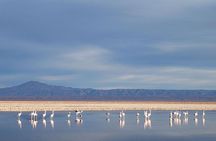 San Pedro de Atacama, Laguna de Chaxa and Toconao - Half day