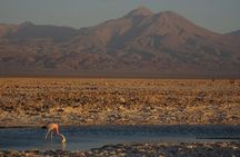 San Pedro de Atacama, Laguna de Chaxa and Toconao - Half day