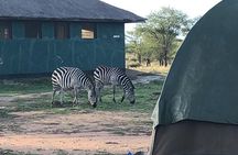 4 days Tanzania group safari to Serengeti, Crater and Tarangire