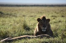 4 days Tanzania group safari to Serengeti, Crater and Tarangire