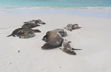 Private Charles Darwin Station Tour &Tortuga Bay Beach with lunch
