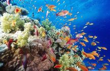 Scuba Diving Boat Trip 2 Stops Diving for bigenners and Lunch – Marsa Alam