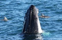Dolphin & Whale Cruise