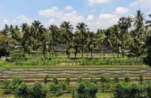Full-Day Tour at Bangkok Floating Market and Pathom Organic Farm