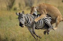 2 Days Budget Safari Masai Mara