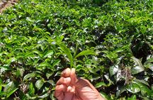 Tea Plucking & Tea Factory Tour