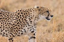 Two Nights (Mid-Range) Amboseli safari