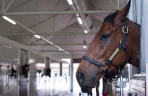 Racehorse Stable tour with Breakfast