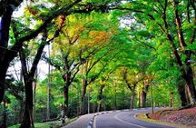 Forest Research Institute Malaysia (FRIM) Nature Trekking from Kuala Lumpur