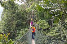 Forest Research Institute Malaysia (FRIM) Nature Trekking from Kuala Lumpur