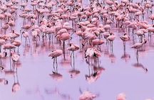 8 days Tanzania Mid range safari