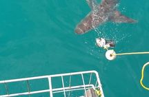 Shark Cage Diving