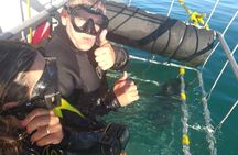 Shark Cage Diving