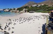 Private Tour Of Penguins, Cape Of Good Hope & Peninsula.