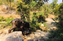 Half day Elephants in Nature Experience (Morning)