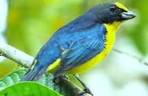 Bird Watching Tour Arenal Mundo Aventura