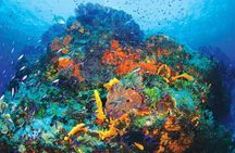 Discover Scuba Diving - One Tank at Coral Reef