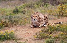 Two Nights (Mid-Range) Amboseli safari