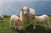 Dingle Peninsula and Slea Head Drive Group Tour