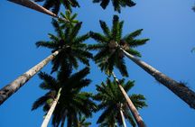 Botanical Garden and Parque Lage Private Tour with a Photographer
