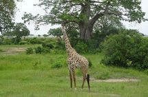 7 Day Safari To Selous, Mikumi and Ruaha National Parks + transfers