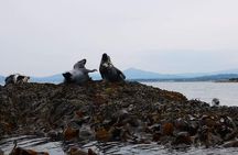 Dublin Bay Seal Kayaking Safari at Dalkey
