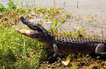 Airboat Ride with Transportation from New Orleans
