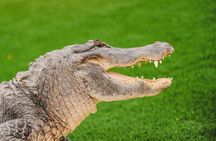 Everglades VIP Airboat Tour with Transportation Included