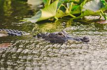 Everglades VIP Airboat Tour with Transportation Included