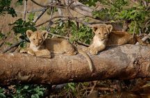 3 Days 2 Nights Tsavo East Taita Hills Game Sanctuary on Stilts