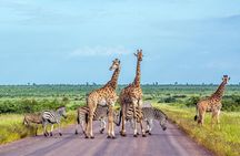 4 days Etosha National Park and Swakopmund Lodging
