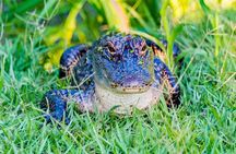 Swamp Boat and Plantation Tour with Shuttle from New Orleans