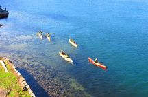 Half-Day Sydney Middle Harbour Guided Kayaking Eco Tour 