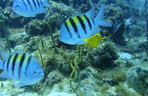 Catalina Island+Snorkeling