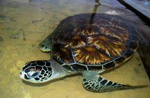 Galle Day Tour: Boat Safari, Stick Fishing & Turtles from Bentota