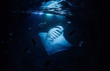 Manta Mania - Manta Ray Night Snorkel - Small-Group Experience In Kona, Hawaii