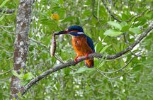 Private Natasha Mangrove Tour - Snorkeling Package