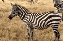 Ets N361 3days 2nights Safari To Masai Mara With Balloon Experience