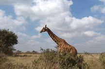 Ets N361 3days 2nights Safari To Masai Mara With Balloon Experience